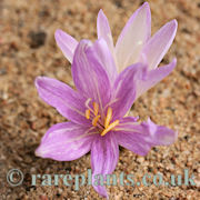 Colchicum haynaldii AH.8967