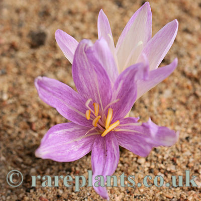 Colchicum haynaldii AH.8967