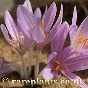 Colchicum haynaldii KT.24798
