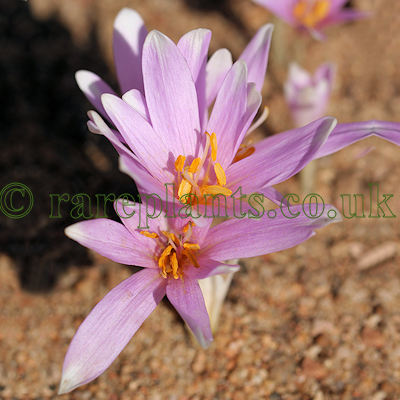 Colchicum polyphyllum