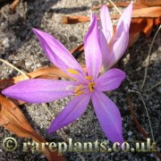Colchicum sfikasianum