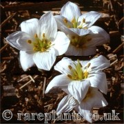 Colchicum szovitsii Tivi