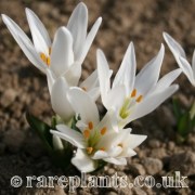 Colchicum szovitsii Snow White