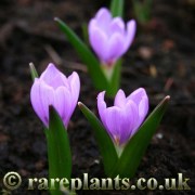 Colchicum trigynum Bright Pink