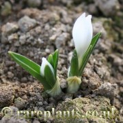 Colchicum trigynum White