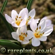 Colchicum triphyllum