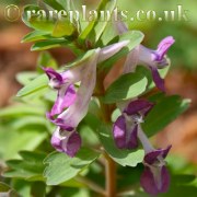 Corydalis Foundling