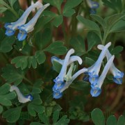 Corydalis alpestris