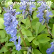 Corydalis ambigua lineariloba