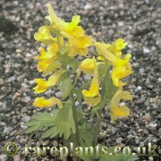 Corydalis bracteata