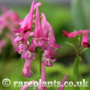 Corydalis buschii