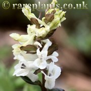 Corydalis cava albiflora