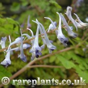 Corydalis curviflora