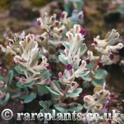 Corydalis darwasica