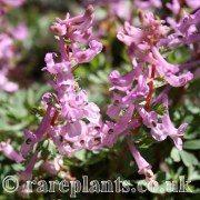 Corydalis densiflora