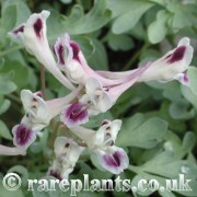 Corydalis erdelii
