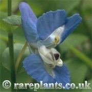 Corydalis fumariaefolia azurea