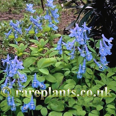 Corydalis fumariifolia