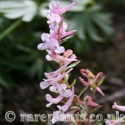 Corydalis glaucescens Early Beauty