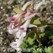 Corydalis glaucescens Ihnatchsai