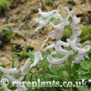 Corydalis glaucescens