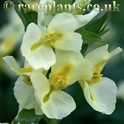Corydalis gracilis
