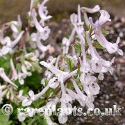 Corydalis hausknechtii