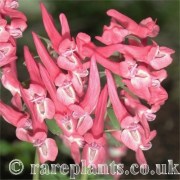 Corydalis solida Lahovice
