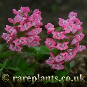 Corydalis solida Nightjar