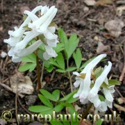 Corydalis solida Penza strain (White)
