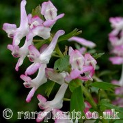 Corydalis solida Redpoll