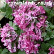 Corydalis solida Redwing