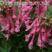Corydalis solida Rosefinch