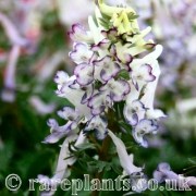 Corydalis solida Sabre Wing