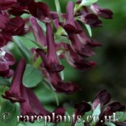 Corydalis solida Schorl