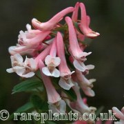 Corydalis solida Snowy Cotinga