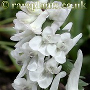 Corydalis solida Spoonbill