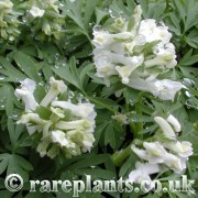 Corydalis solida White King