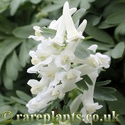 Corydalis solida White Knight