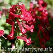 Corydalis solida Zwanenburg