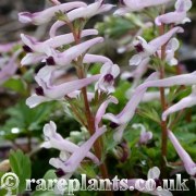 Corydalis tauricola