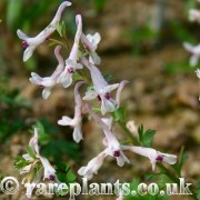 Corydalis triternata