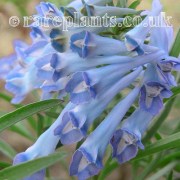 Corydalis turtschaninovii Blue Moon