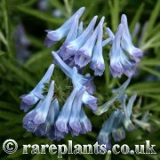 Corydalis turtschaninovii Gorin