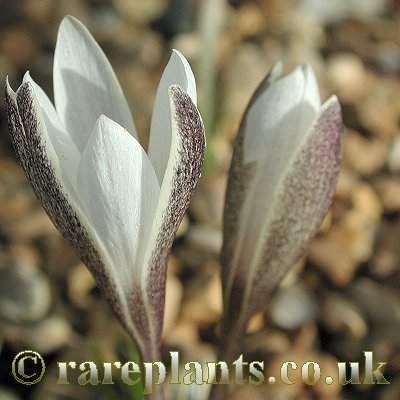 Crocus alatavicus Tacheng