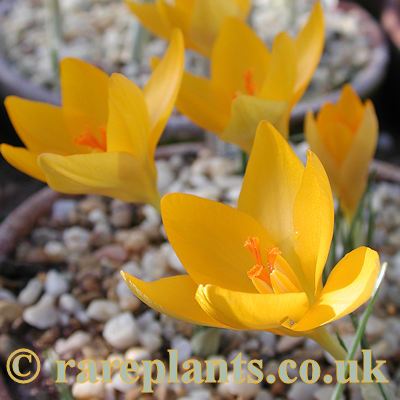 Crocus angustifolius flavus