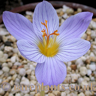 Crocus armeniensis