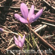 Crocus asturicus atropurpureus