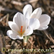 Crocus asumaniae JP.88-45