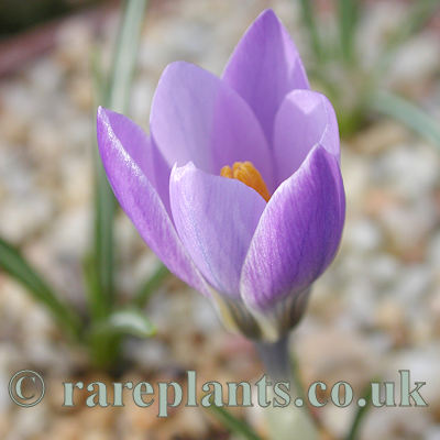 Crocus athous